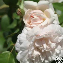 Mme Alfred Carrière