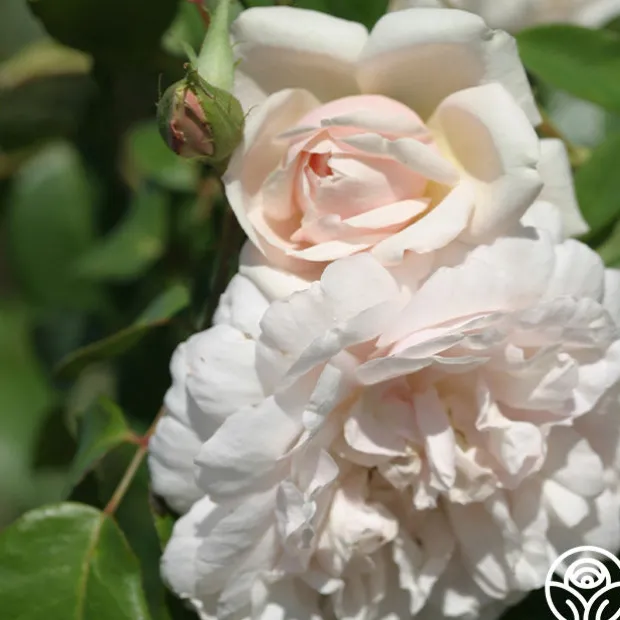 Mme Alfred Carrière