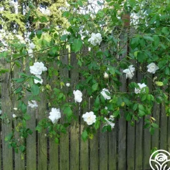 Mme Alfred Carrière