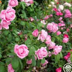 Mme Caroline Testout