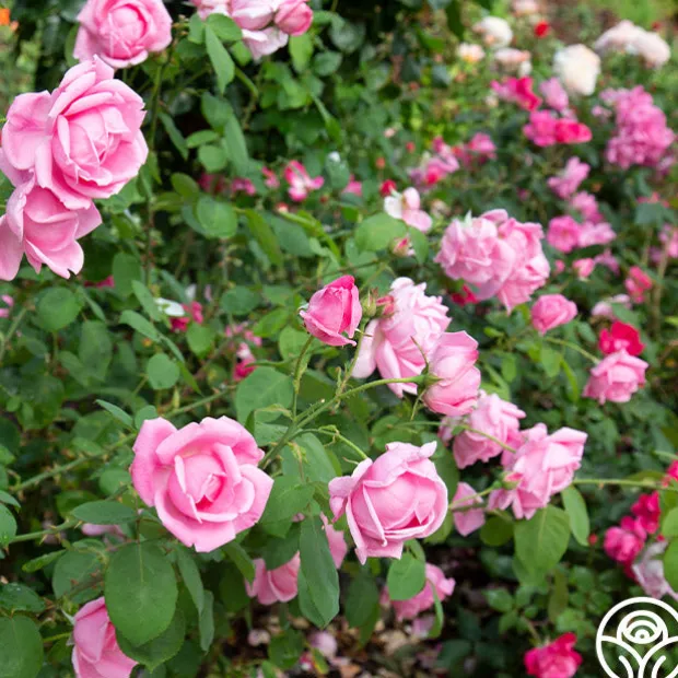 Mme Caroline Testout