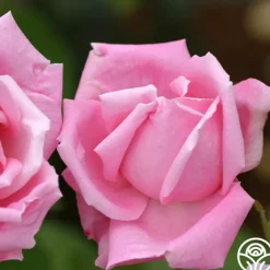 Mme Caroline Testout