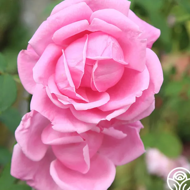 Mme Caroline Testout