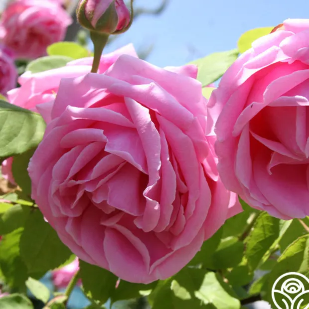 Mme Caroline Testout