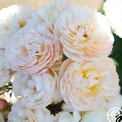 Moonlight in Paris™