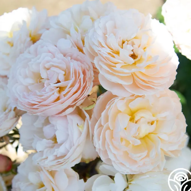 Moonlight in Paris™