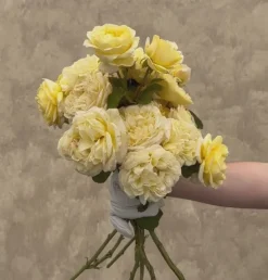 Moonlight Romantica®