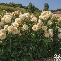 Moonlight Romantica®