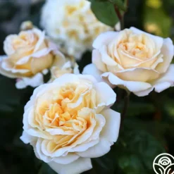 Moonlight Romantica®