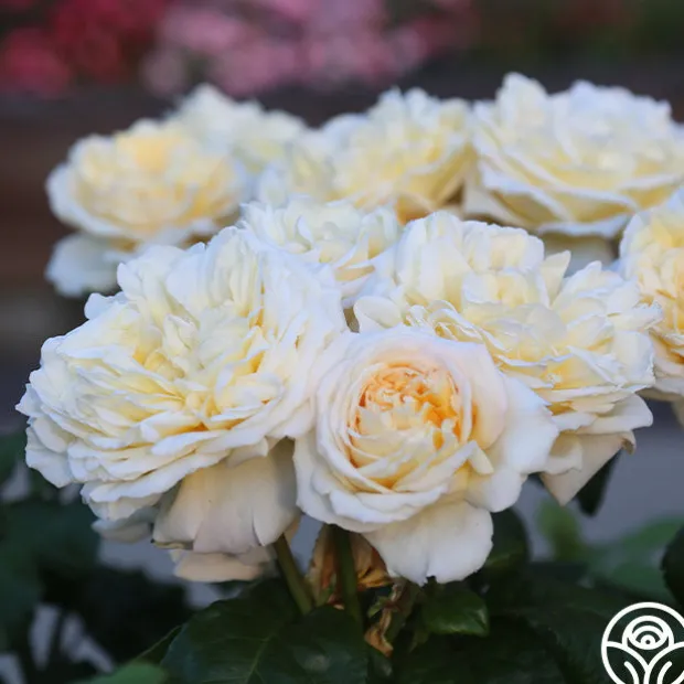 Moonlight Romantica®