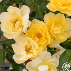 Morning Has Broken™