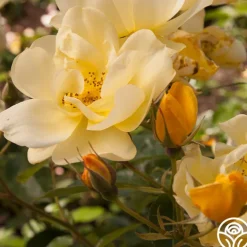 Morning Has Broken™