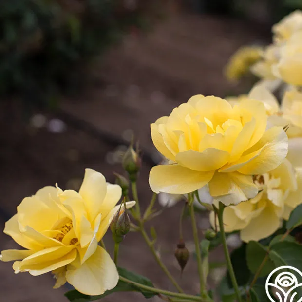 Morning Has Broken™