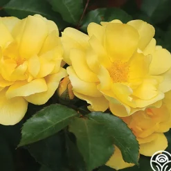 Morning Has Broken™