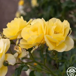 Morning Has Broken™