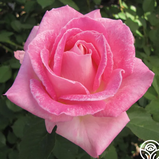 Painted Porcelain™