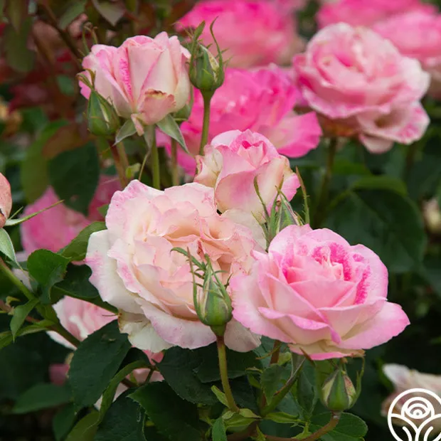 Painted Porcelain™