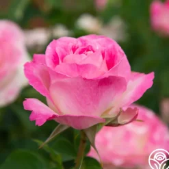 Painted Porcelain™