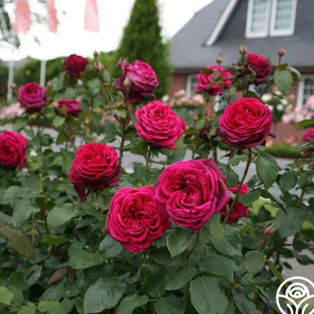 Parfuma® Dark Desire™