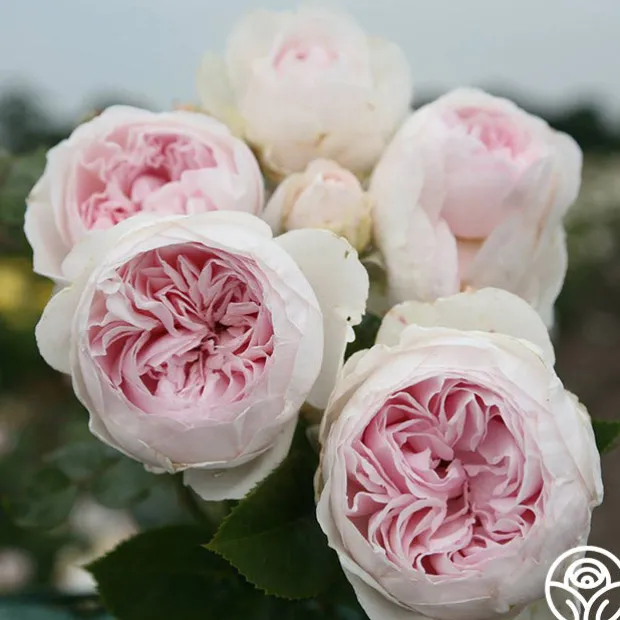 Parfuma® Earth Angel