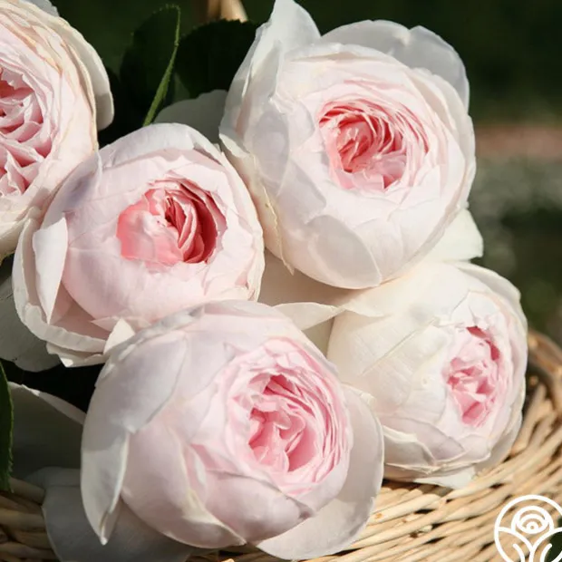 Parfuma® Earth Angel