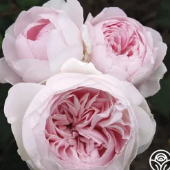 Parfuma® Earth Angel