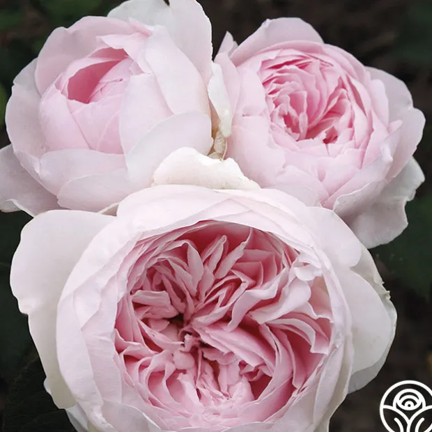 Parfuma® Earth Angel