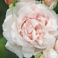 Parfuma® First Crush™