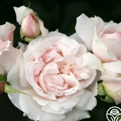 Parfuma® First Crush™