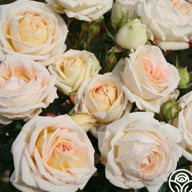 Parfuma® Madame Anisette™