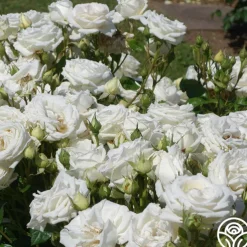 Parfuma® Madame Anisette™