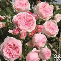 Parfuma® Summer Romance