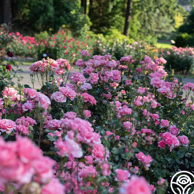 Paris de Yves St. Laurent™