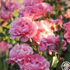 Paris de Yves St. Laurent™