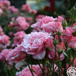 Paris de Yves St. Laurent™