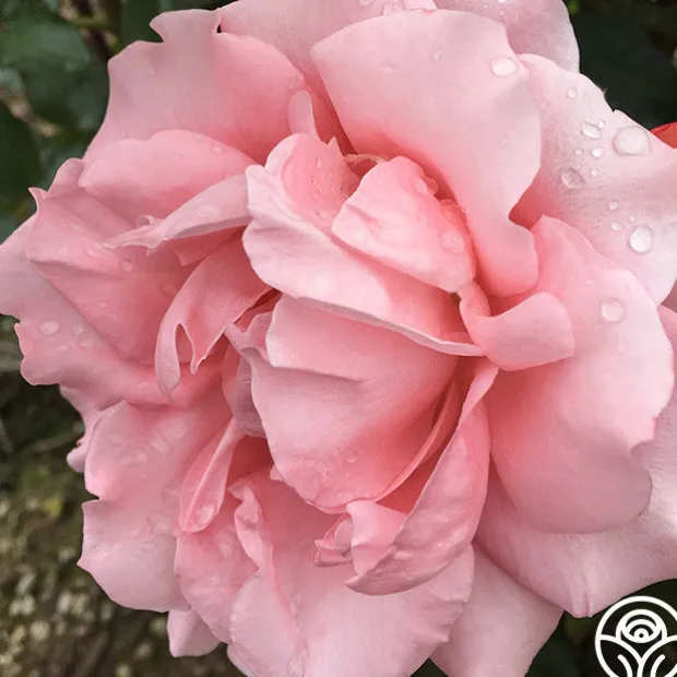 Paris de Yves St. Laurent™