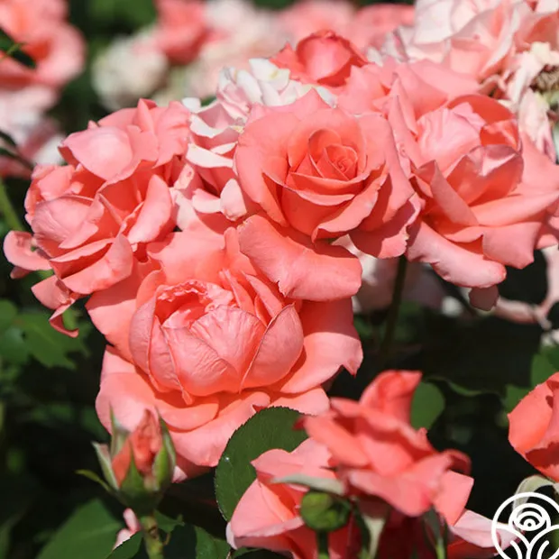 Paris de Yves St. Laurent™