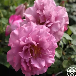 Patio Favorites Collection