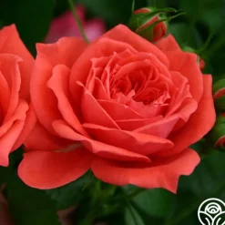 Patio Favorites Collection