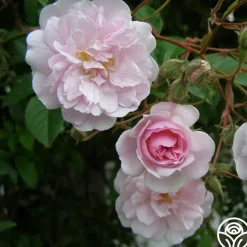 Paul's Himalayan Musk