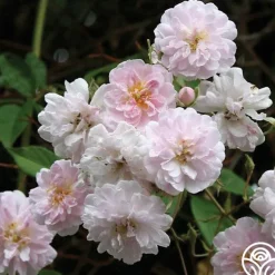 Paul's Himalayan Musk