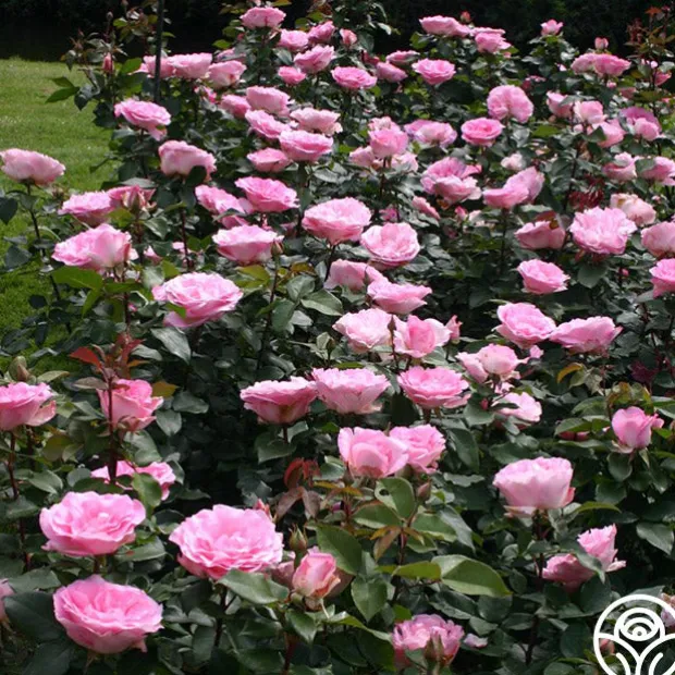 Pink Bouquet Collection