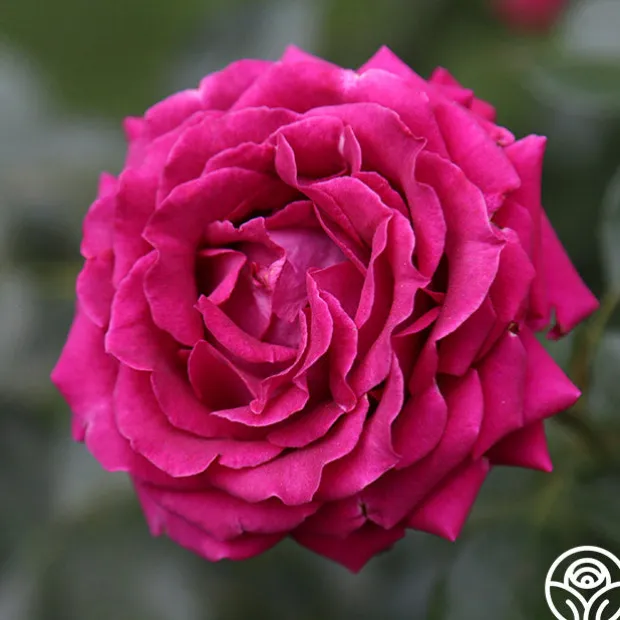 Pink Bouquet Collection