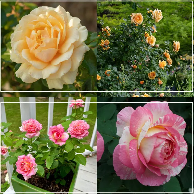 Pink to Peach Cutting Garden