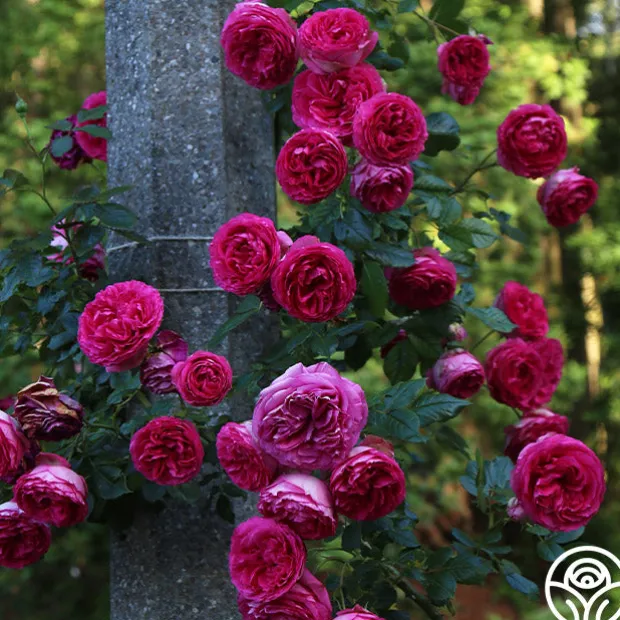 Pretty in Pink Eden Climber®