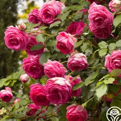 Pretty in Pink Eden Climber®