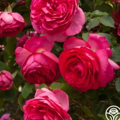 Pretty in Pink Eden Climber®