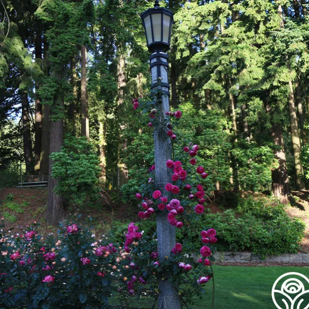 Pretty in Pink Eden Climber®