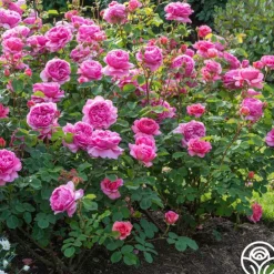 Princess Alexandra of Kent