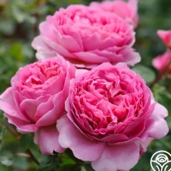 Princess Alexandra of Kent